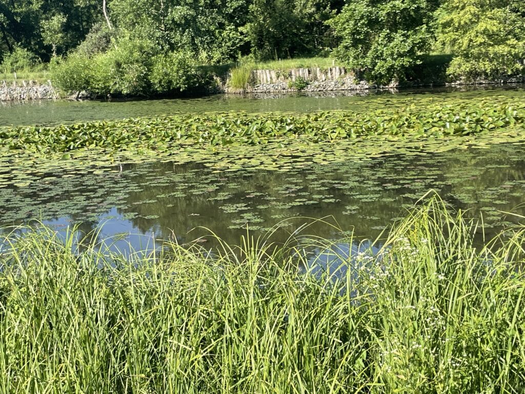 Seerosen, Ruhe, Stille