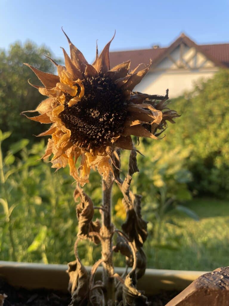 Sonnenblume ReinerGeist Samen Erblühen