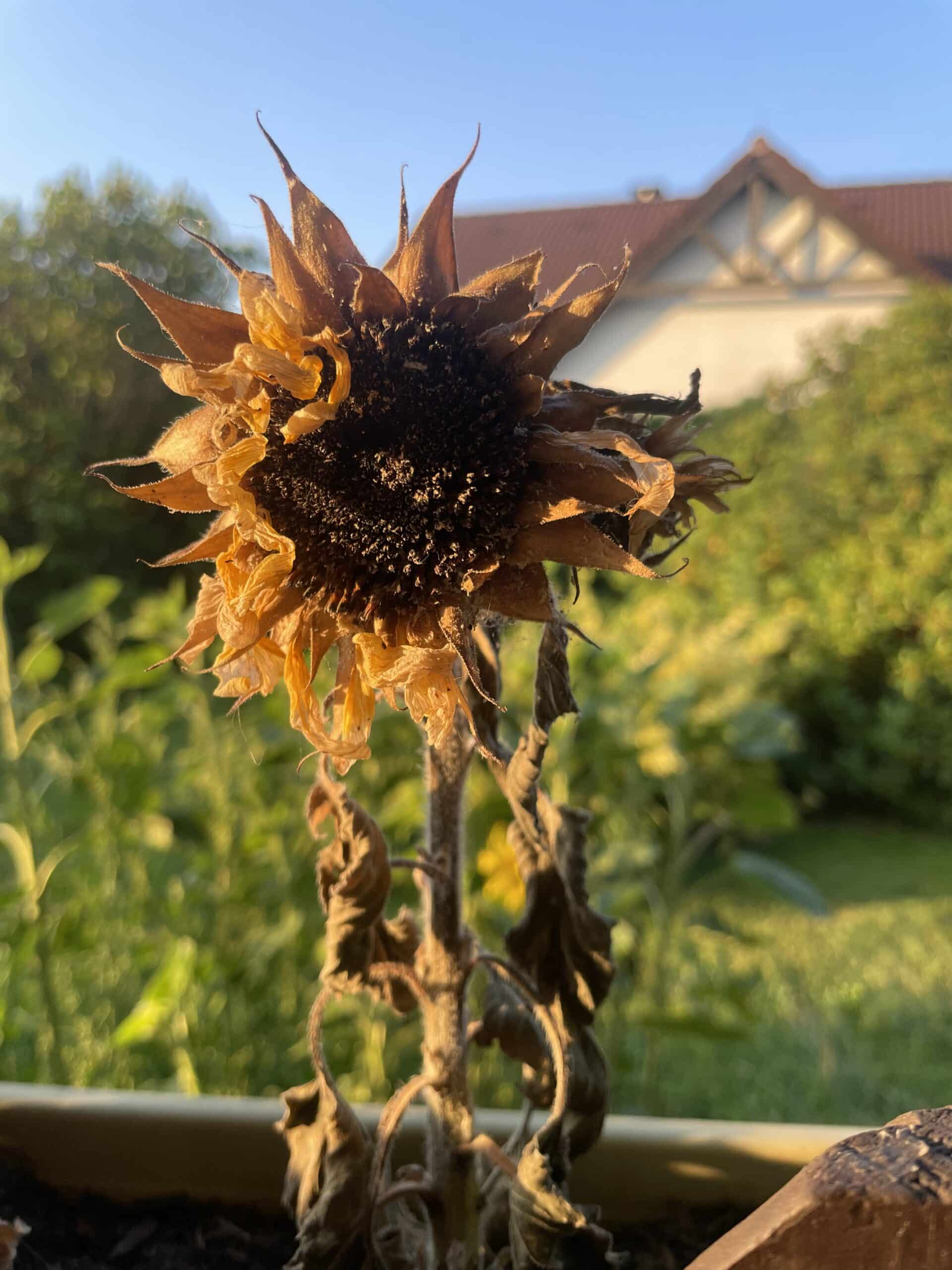 Sonnenblume ReinerGeist Samen Erblühen