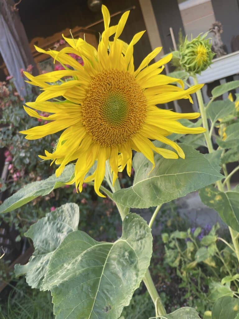 Sonnenblume die blüht ReinerGeist transformation